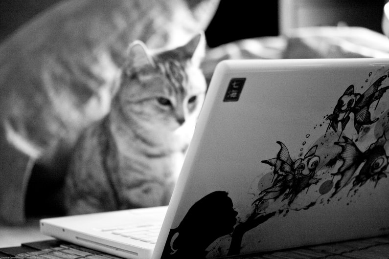 Cat blogger