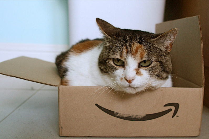 Amazon cat